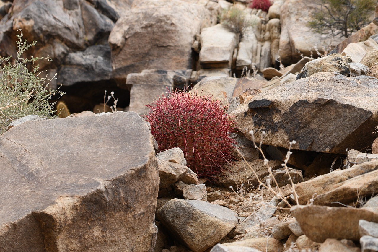 The Hidden Wonders of the United States’ Joshua Tree National Park